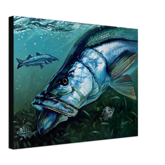 "snook chasing pins" 18 x 24 Print on Canvas