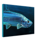 "tarpon" 18" x 24" Print on Canvas